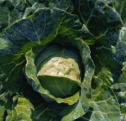 Cabbage Christmas Drumhead