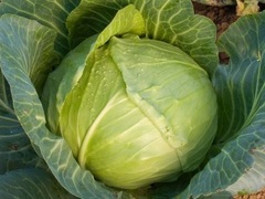 Cabbage 'Holsteiner Platter'