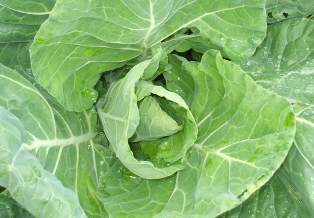 Cabbage Wintergreen