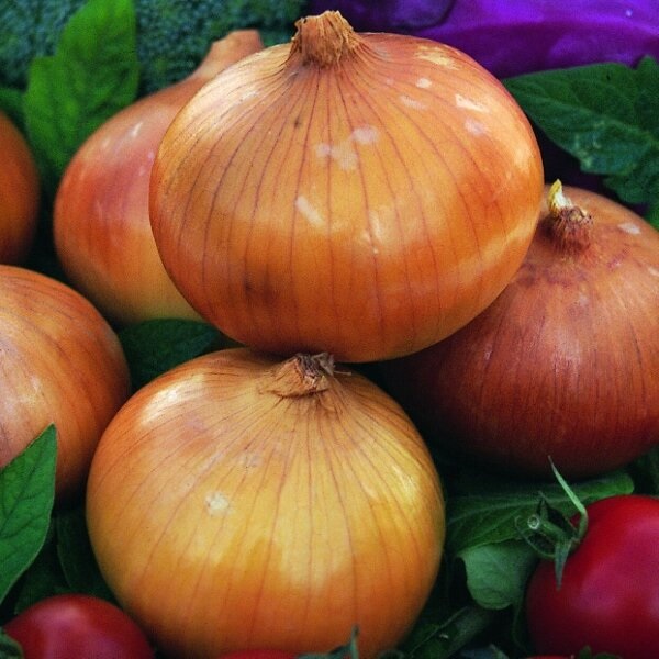 Allium, Garden Onion, Edible Onion Golden Bear