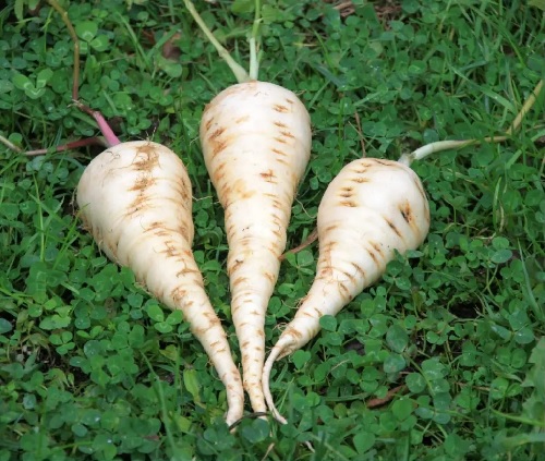 Parsnip Turga