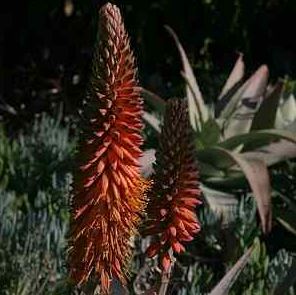 Aloe rubroviolacea