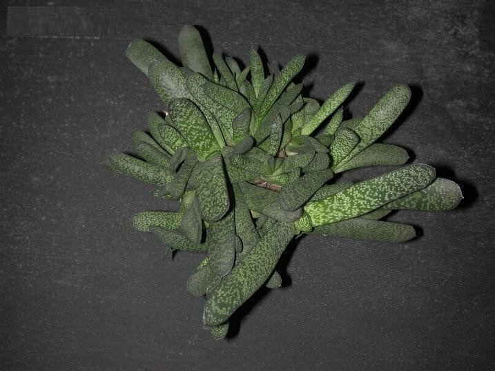 Gasteria batesiana