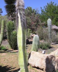 Pachycereus schottii