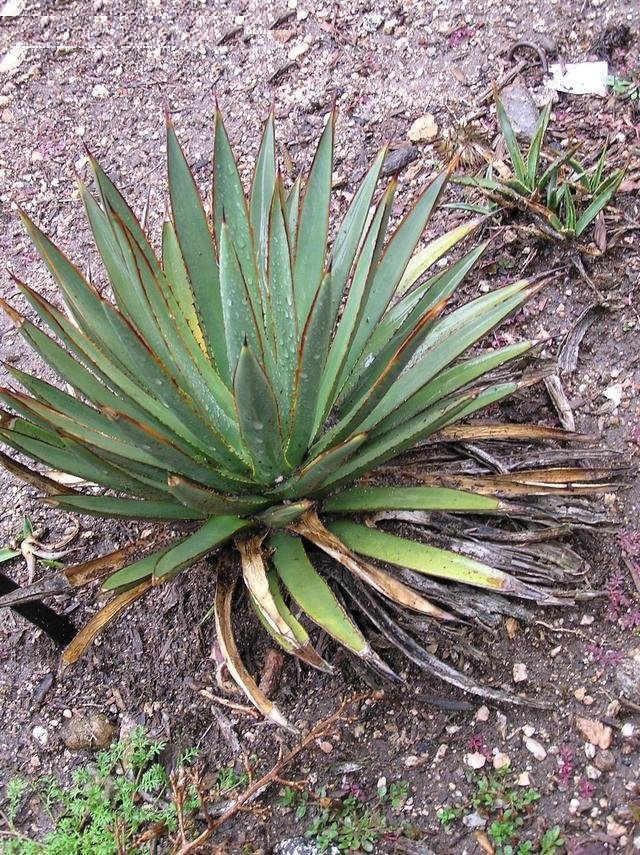 Agave x arizonica