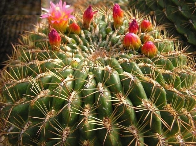 Oroya peruviana