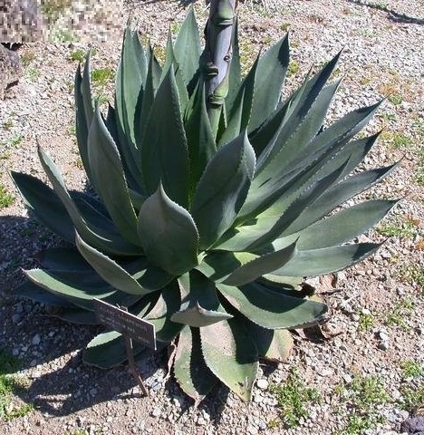 Agave chiapensis