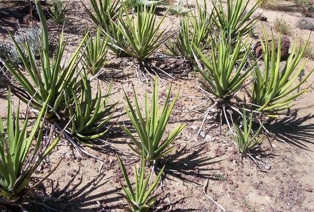 Agave datylio var. vexans
