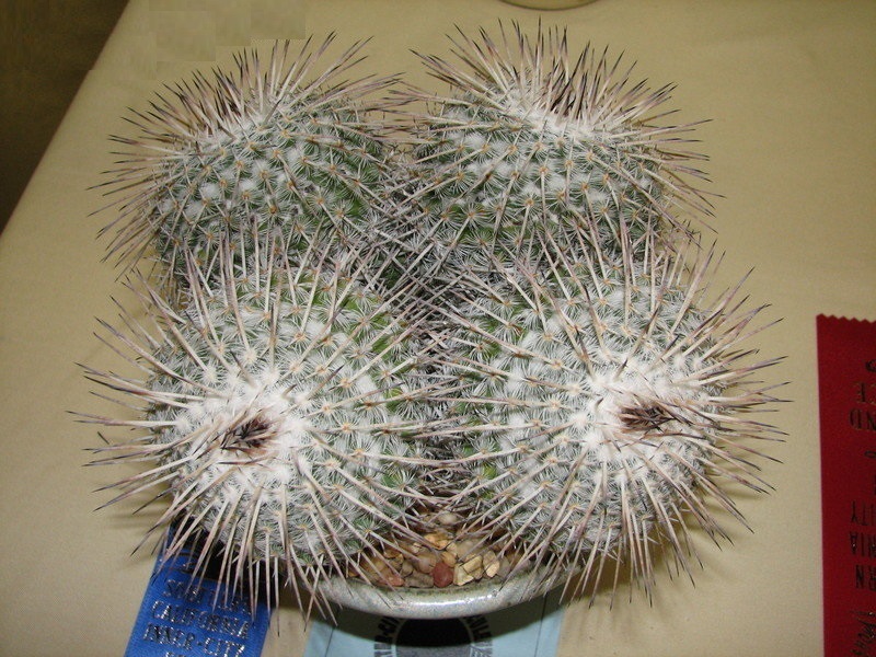 Mammillaria parkinsonii
