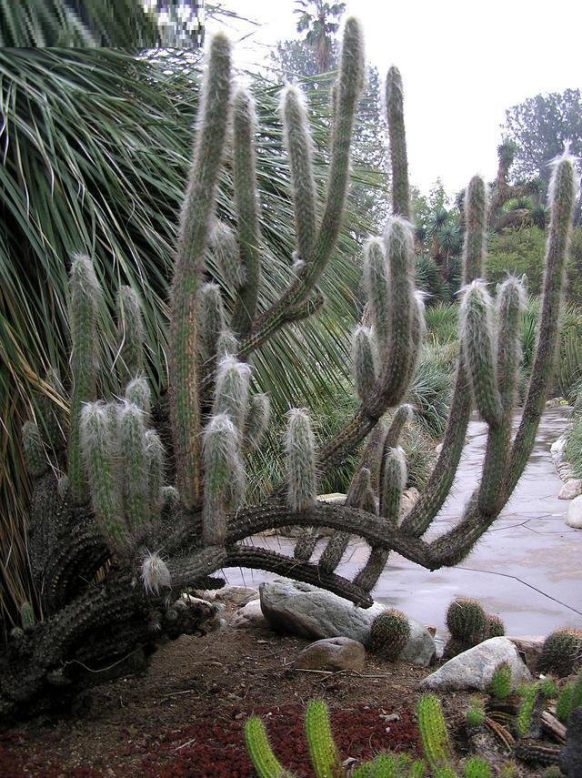 Oreocereus celsianus var. fossulatus