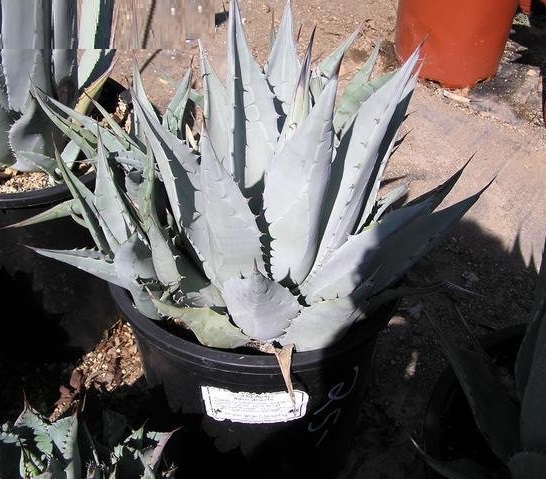 Agave deserti
