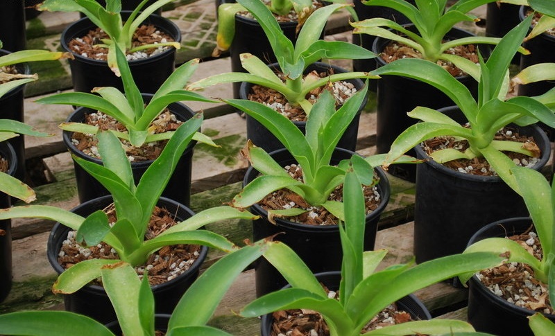 Agave ellemeetiana