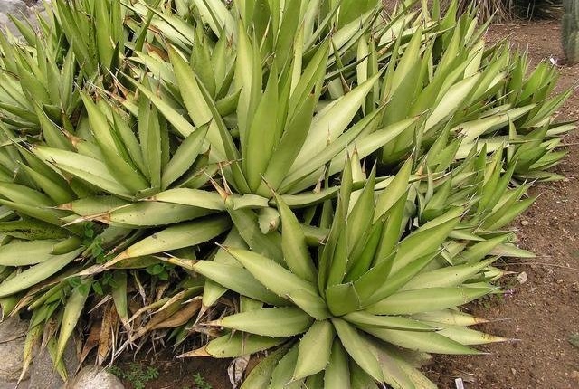 Agave ghiesbreghtii