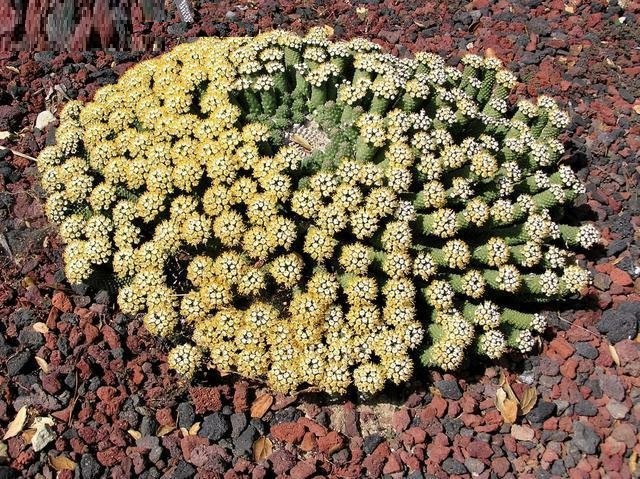Euphorbia esculenta