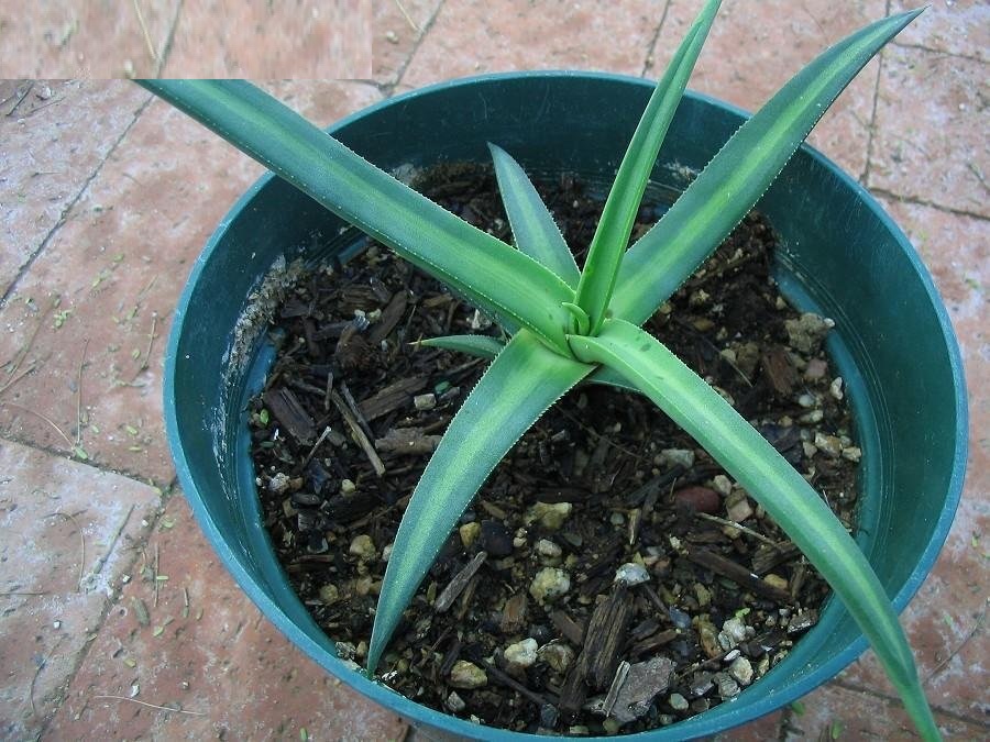 Agave nizandensis