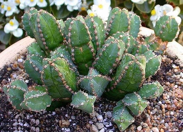 Euphorbia makallensis