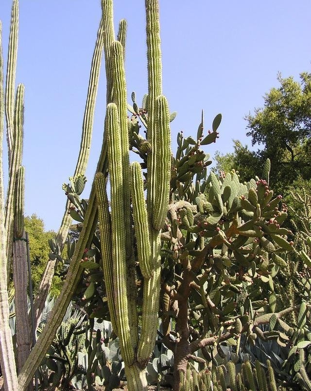 Pachycereus fulviceps