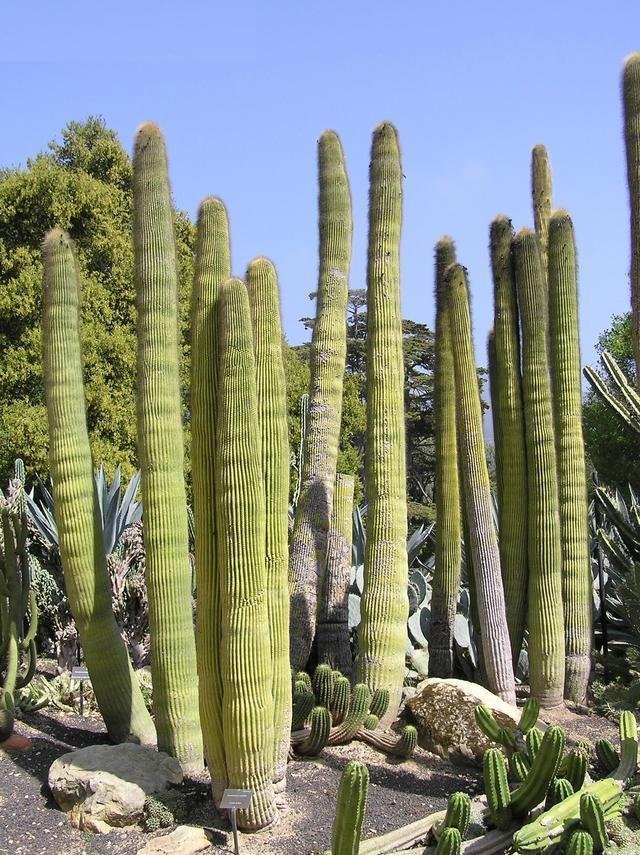 Neobuxbaumia polylopha