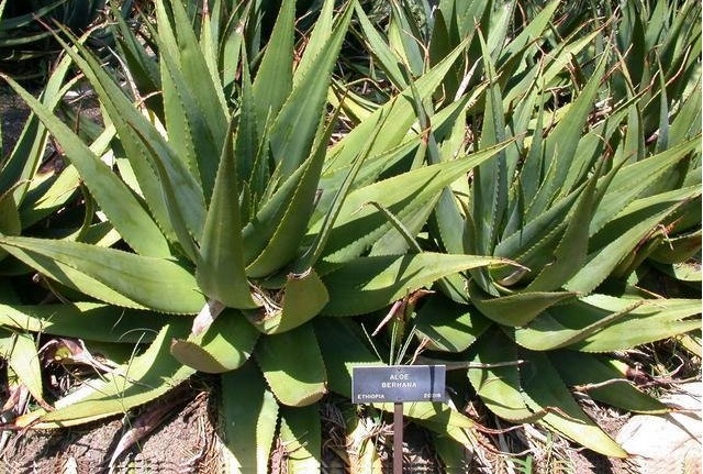 Aloe debrana