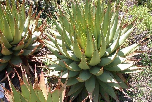 Aloe broomii var. tarkaensis