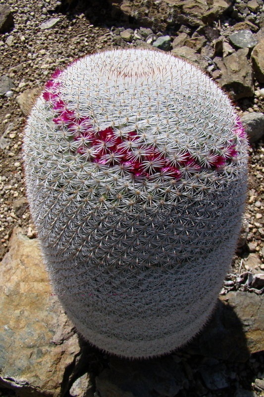 Mammillaria haageana