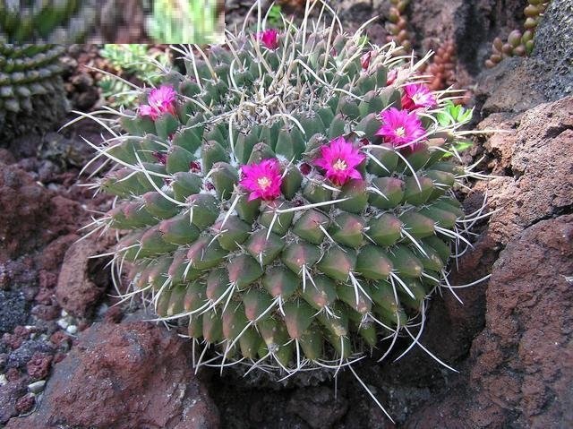 Mammillaria magnimamma