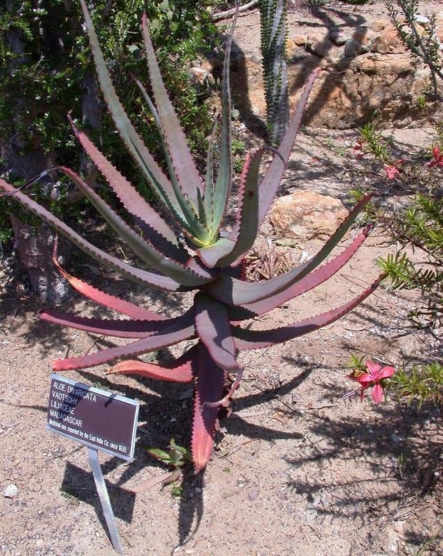 Aloe divaricata