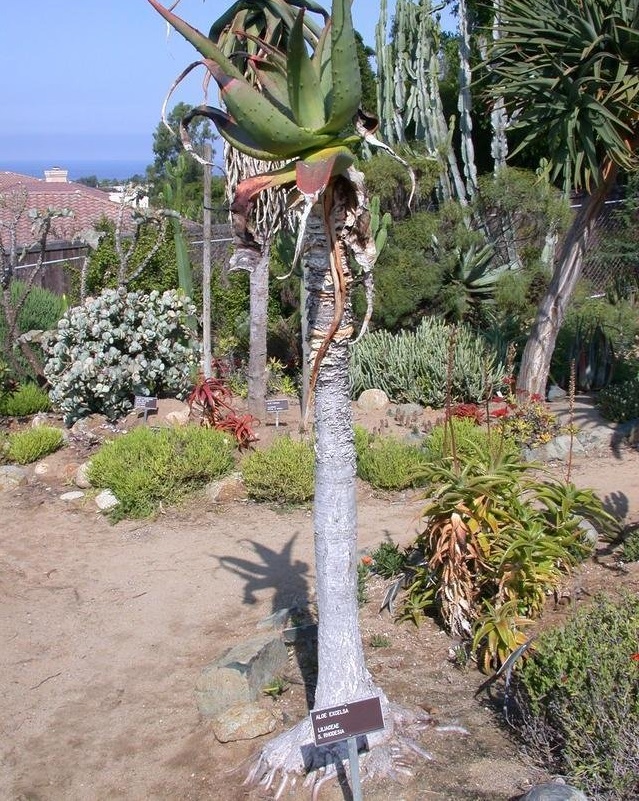 Aloe excelsa