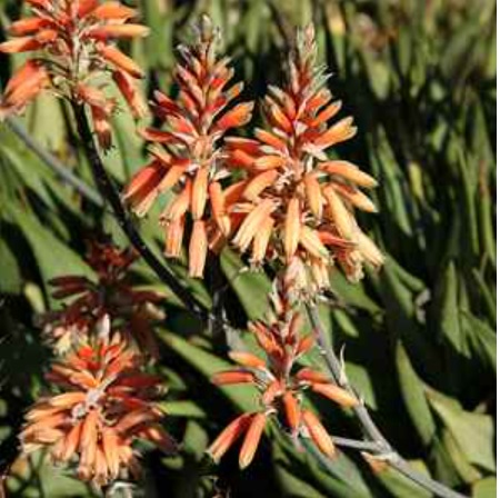 Aloe deltoideodonta subsp. deltoideodonta