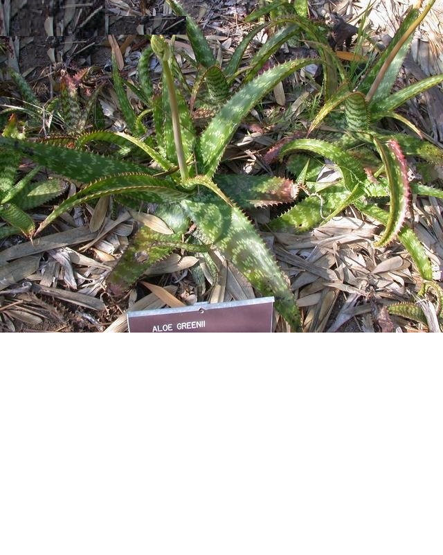Aloe greenii