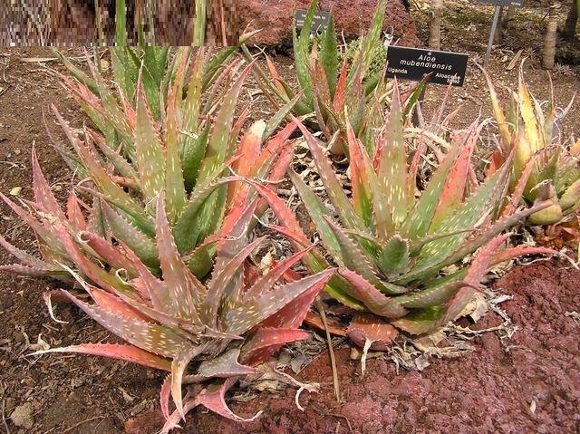 Aloe mubendiensis