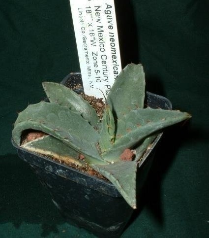 Agave parryi subsp. neomexicana