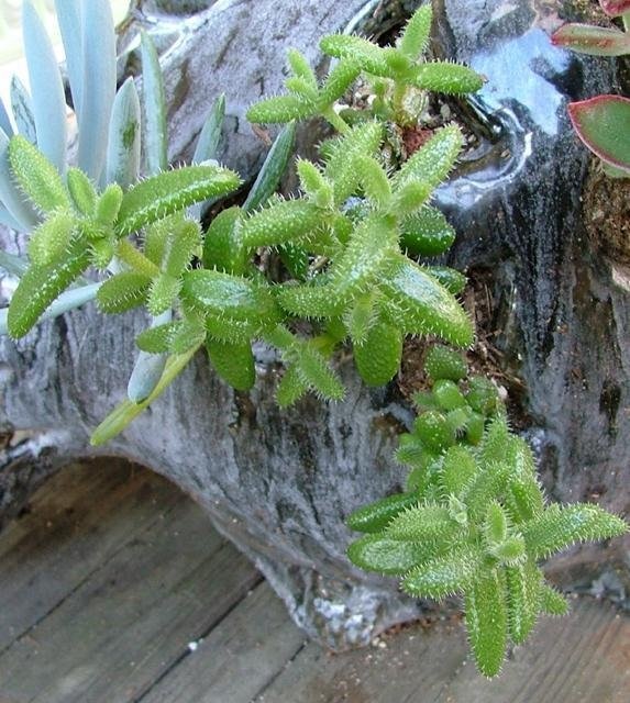 Delosperma echinatum