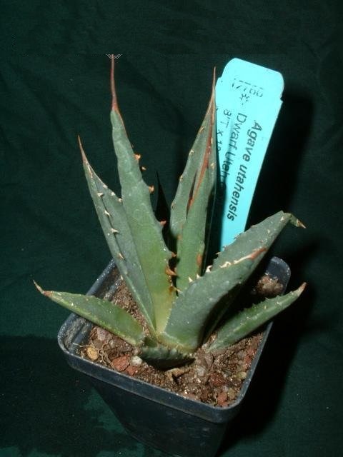 Agave utahensis