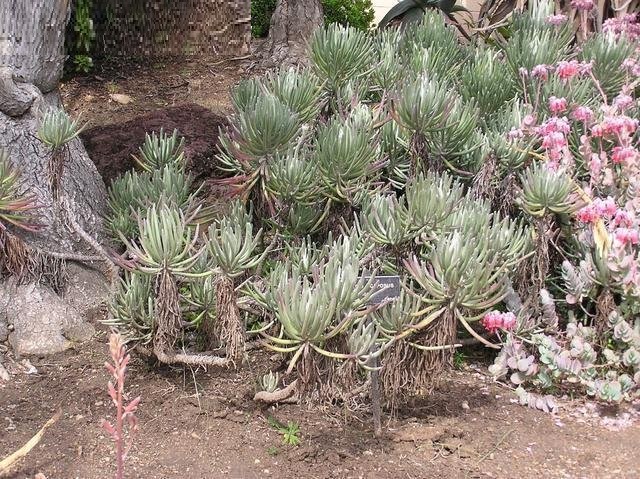 Caputia scaposa