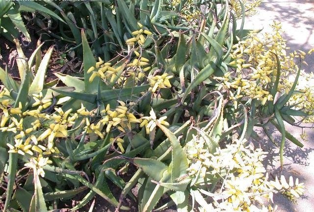 Aloe hildebrandtii