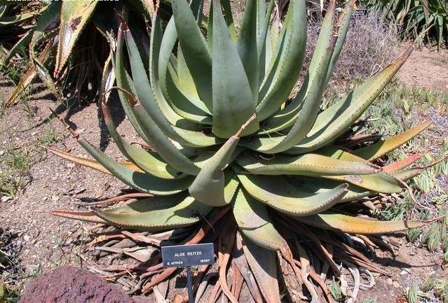 Aloe reitzii