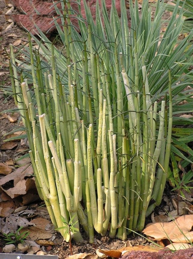 Ceropegia dichotoma