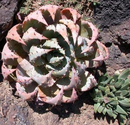 Aloe peglerae