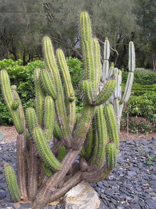 Cleistocactus plagiostoma