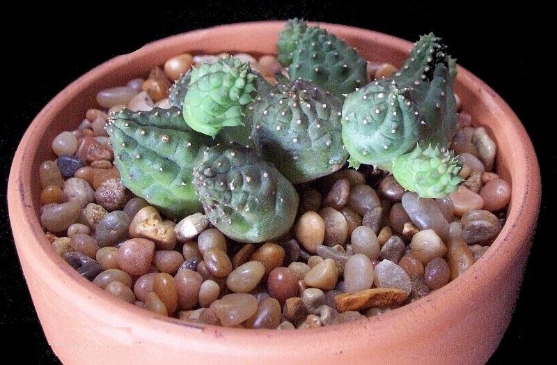 Ceropegia kennedyana
