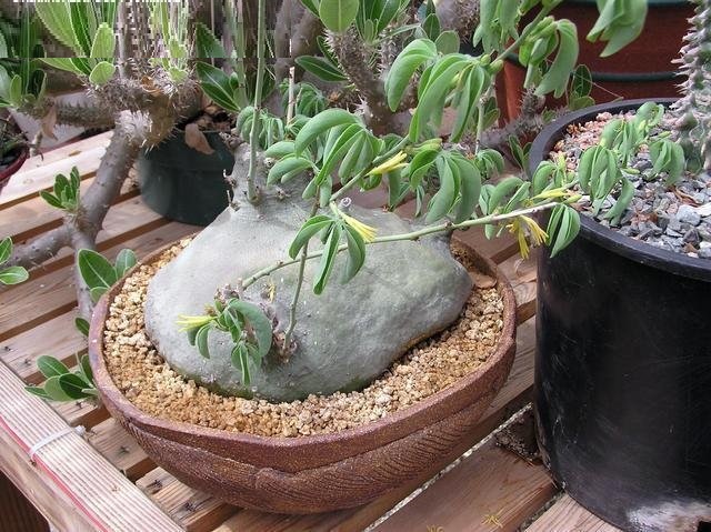 Adenia glauca