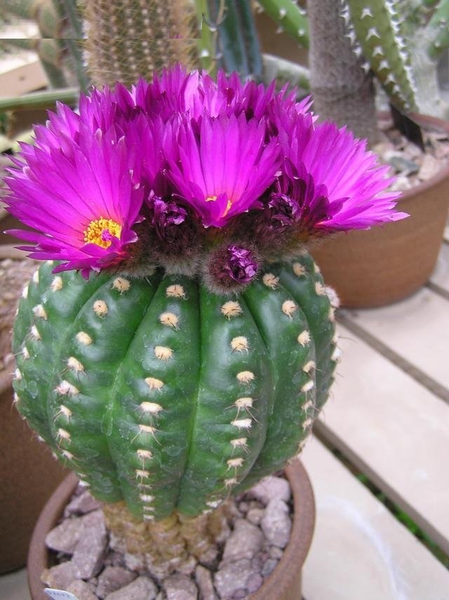 Parodia crassigibba
