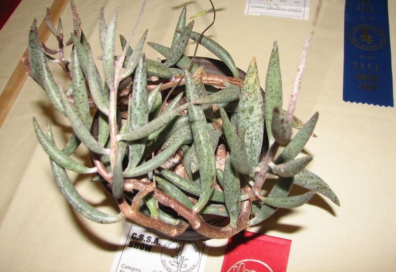 Adromischus filicaulis