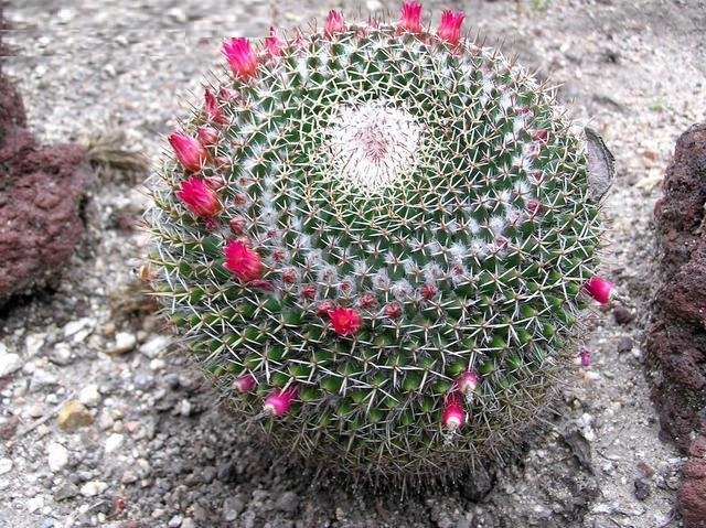 Mammillaria mystax