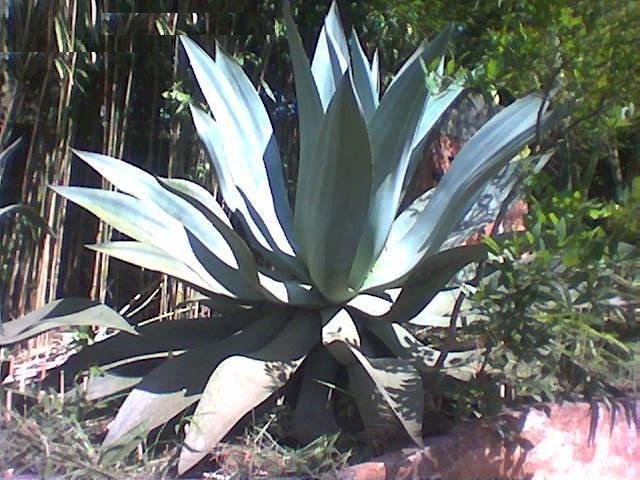 Agave atrovirens