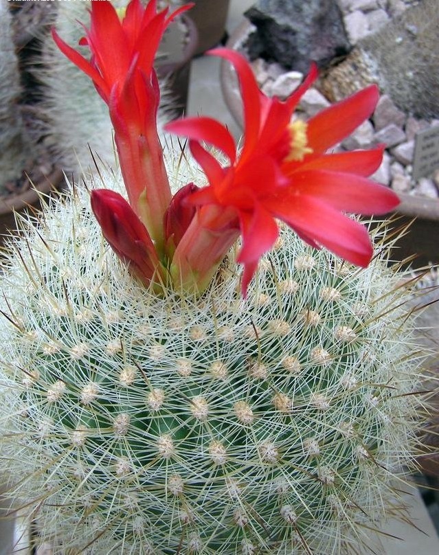 Matucana haynei