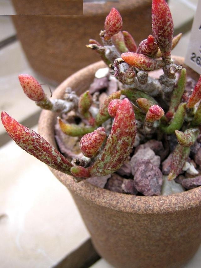 Adromischus marianae var. immaculatus