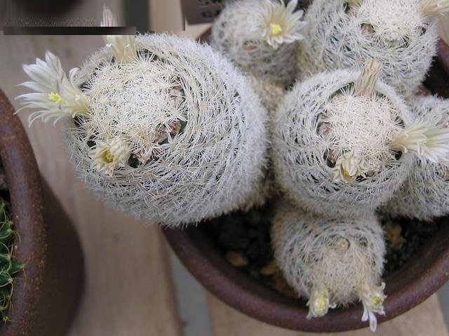 Mammillaria lasiacantha