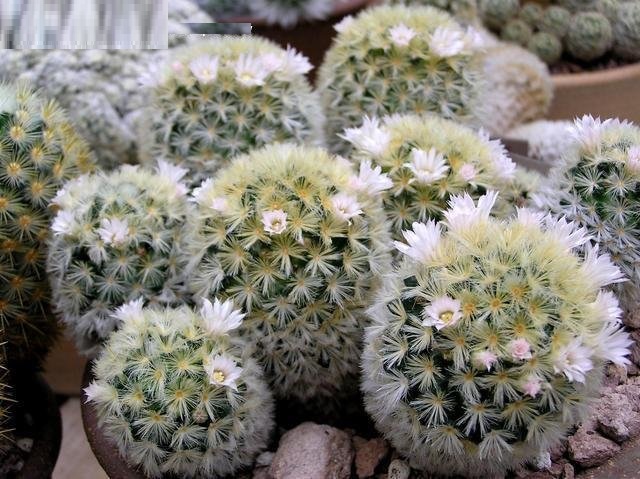 Mammillaria carmenae